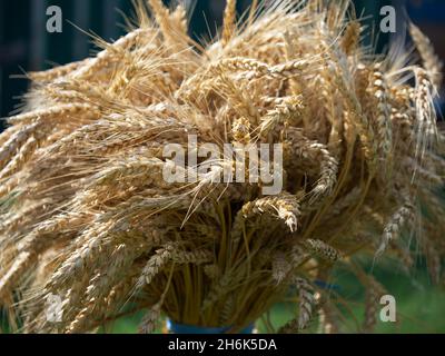 Un taglio di grano dorato maturo, primo piano. Foto Stock