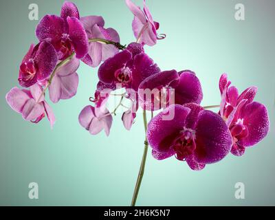 Photo HD mostra un primo piano di un fiore di orchidea viola. L'immagine mostra chiaramente la struttura del fiore di orchidea. Bei colori contrastanti aspetto io Foto Stock