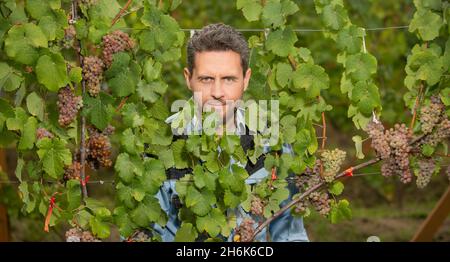 vendemmiatrice in foglie di uva e vite, raccolta Foto Stock