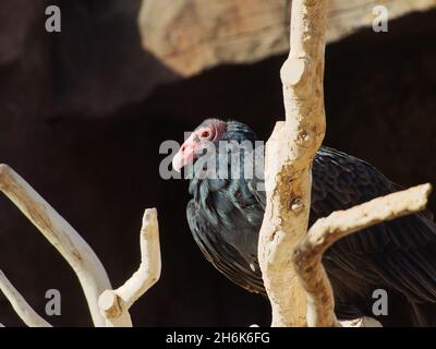 Primo piano di un condor californiano nello zoo e acquario Henry Doorly di Omaha, Nebraska Foto Stock