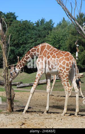 Giraffe in fauna selvatica che mangia la corteccia dell'albero Foto Stock