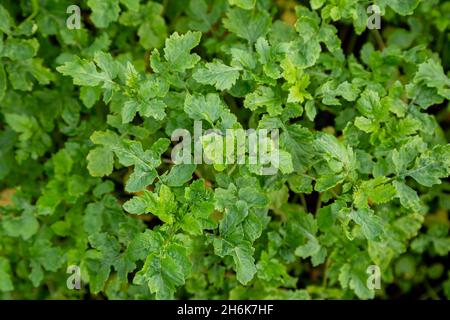 Germogli di senape coltivati per concime organico siderates verdi di concime Foto Stock