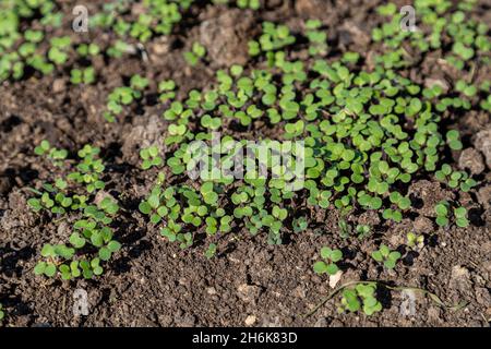 Germogli di senape coltivati per concime organico siderates verdi di concime Foto Stock
