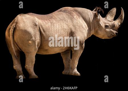 ritratto di un rinoceronte nero davanti a uno sfondo nero Foto Stock