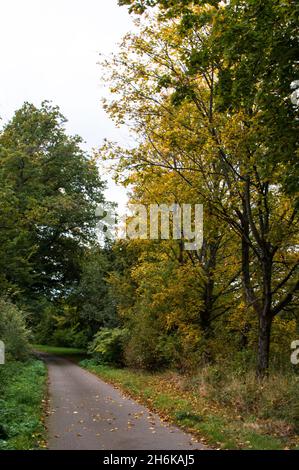 Herbst Spaziergang Sträucher und Früchte Foto Stock