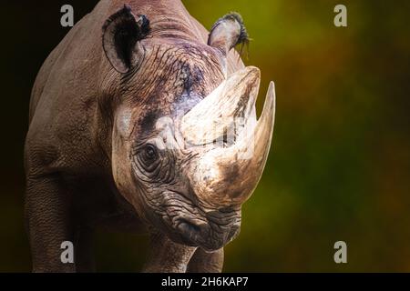 ritratto di un rinoceronte nero maschio adulto Foto Stock