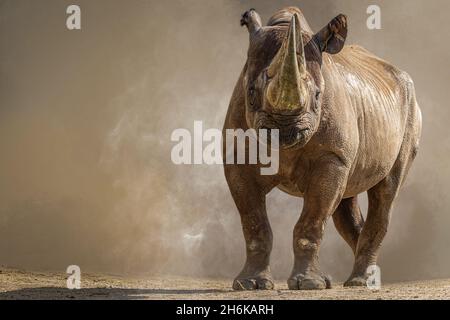 ritratto di un grande rinoceronte africano in piedi di fronte ad uno sfondo marrone Foto Stock