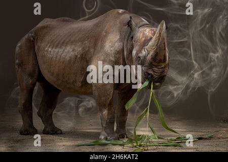 un grande rinoceronte africano che mangia in piedi davanti ad uno sfondo grigio Foto Stock