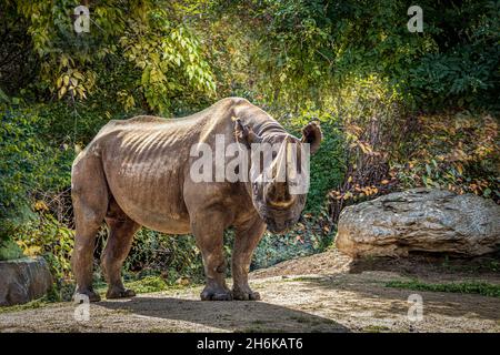 un grande rinoceronte africano in piedi davanti ai cespugli Foto Stock