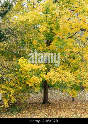 Vista delle foglie gialle colorate su un albero alto in autunno Foto Stock