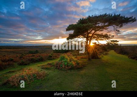 Tramonto su un pino solistico a Bratley View durante l'autunno nel New Forest National Park in Hampshire, Inghilterra, Regno Unito Foto Stock