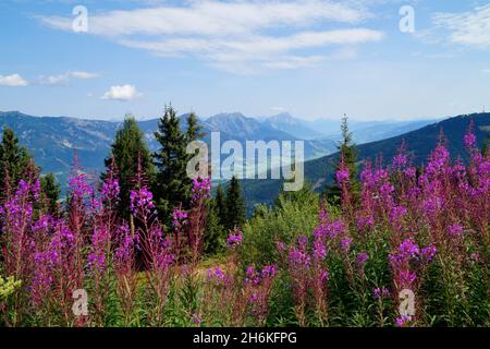 Un bellissimo paesaggio alpino con fiori rosa nella regione di Schladming-Dachstein in Austria (Stiria, Austria) Foto Stock