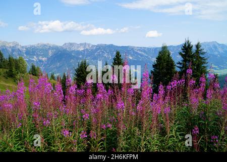 Un bellissimo paesaggio alpino con fiori rosa nella regione di Schladming-Dachstein in Austria (Stiria, Austria) Foto Stock