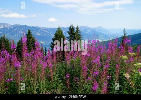 Un bellissimo paesaggio alpino con fiori rosa nella regione di Schladming-Dachstein in Austria (Stiria, Austria) Foto Stock