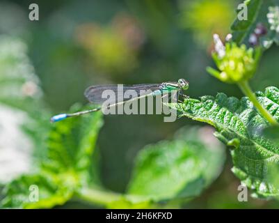 Closeup macro dettaglio di piccolo dragonfly pincertail onychogomphus forcipatus sopra foglia verde in giardino Foto Stock