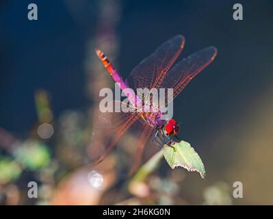 Primo piano macro dettaglio di viola dropwing dragonfly trithemis annullato arroccato su una lama di erba in giardino Foto Stock