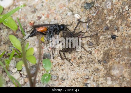 Wegwespe, mit erbeuteter Spinne, Beute, Weg-Wespe, Arachnospila spec., Spider wasp, Wegwespen, Pompilidi, pompilidi, vespe da caccia al ragno, spider era Foto Stock