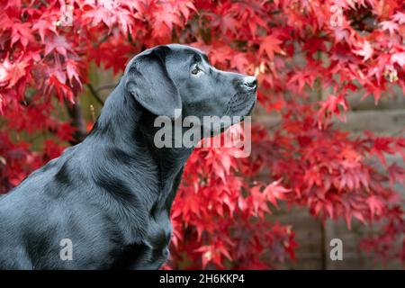 Ritratto di Labrador nero di otto mesi con sfondo Acer Foto Stock