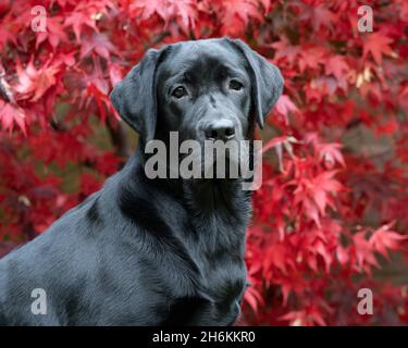 Ritratto di Labrador nero di otto mesi con sfondo Acer Foto Stock