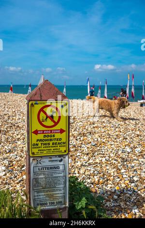 Nessun segno della zona del cane sulla spiaggia con il cane sullo sfondo e il segno di littering a Stokes Bay vicino a Gosport Hampshire Inghilterra. Foto Stock