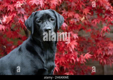 Ritratto di Labrador nero di otto mesi con sfondo Acer Foto Stock