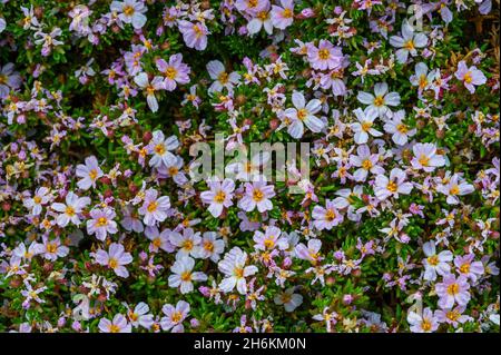Brughiera di mare (Frankenia laevis) in fiore, arbusto costiero basso nativo a sud-ovest Europa e la Gran Bretagna Foto Stock