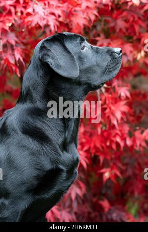Ritratto di Labrador nero di otto mesi con sfondo Acer Foto Stock