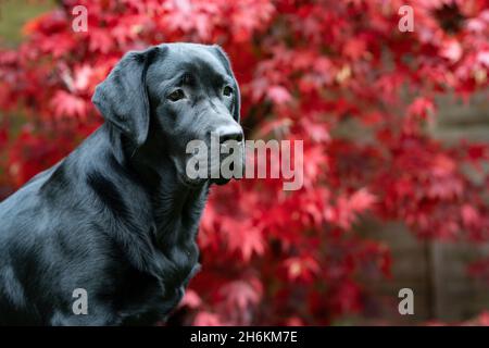 Ritratto di Labrador nero di otto mesi con sfondo Acer Foto Stock