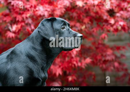 Ritratto di Labrador nero di otto mesi con sfondo Acer Foto Stock