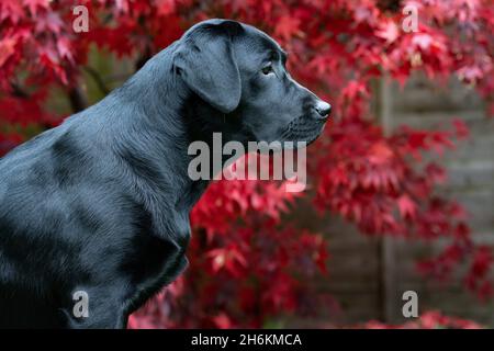 Ritratto di Labrador nero di otto mesi con sfondo Acer Foto Stock