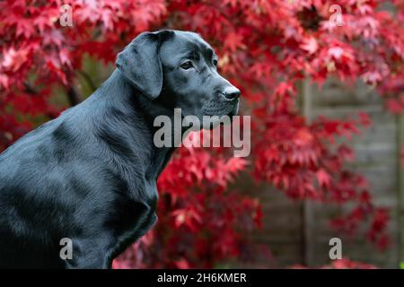 Ritratto di Labrador nero di otto mesi con sfondo Acer Foto Stock