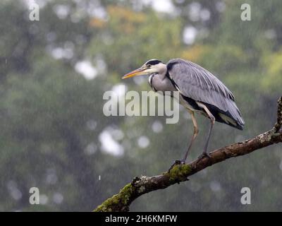 Un airone grigio sedette in un albero sotto la pioggia alla testa del lago Windermere, Ambleside, Lake District, UK. Foto Stock