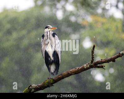 Un airone grigio sedette in un albero sotto la pioggia alla testa del lago Windermere, Ambleside, Lake District, UK. Foto Stock