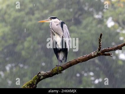 Un airone grigio sedette in un albero sotto la pioggia alla testa del lago Windermere, Ambleside, Lake District, UK. Foto Stock