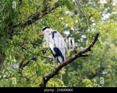 Un airone grigio sedette in un albero sotto la pioggia alla testa del lago Windermere, Ambleside, Lake District, UK. Foto Stock