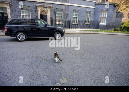 Larry il gatto attraversa di fronte a 10 Downing Street durante la riunione del gabinetto il 16 novembre 2021 come un ministeriale Range Royer inverte a parcheggiare. Credit: Malcolm Park/Alamy Foto Stock