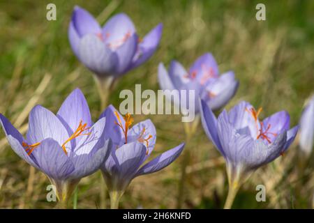 Primo piano di Biebersteins crocus (crocus speciosus) fiori in fiore Foto Stock