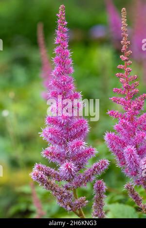 Primo piano di falsi goatsbeard (astilbe arendsii) fiori in fiore Foto Stock