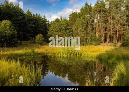 Piccolo lago nella foresta al tramonto. Un laghetto con canne, la natura circostante si riflette sulla superficie. Foto Stock