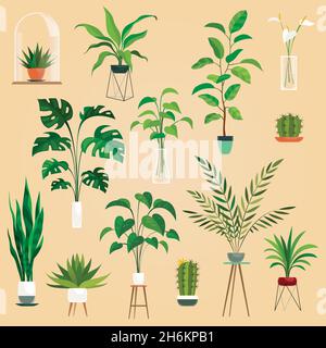 Piante in pentole. Piante di casa, succulente. Ficus piantando in flowerpots vettore raccolta isolata Illustrazione Vettoriale