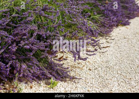 Cespugli di fiori viola di lavanda sopra i ciottoli. Bella fioritura in giardino. Paesaggio giardino design Foto Stock