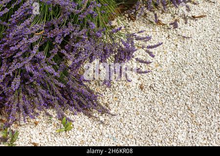 Cespugli di fiori viola di lavanda sopra i ciottoli. Bella fioritura in giardino. Paesaggio giardino design Foto Stock