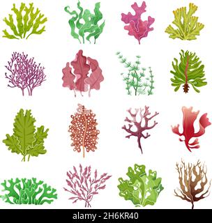 Set di alghe marine. Piante marine, alghe oceaniche e aquario kelp. Raccolta isolata di alghe marine sottomarine vettoriali Illustrazione Vettoriale