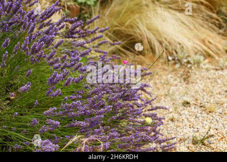 Cespugli di fiori viola di lavanda sopra i ciottoli. Bella fioritura in giardino. Paesaggio giardino design Foto Stock