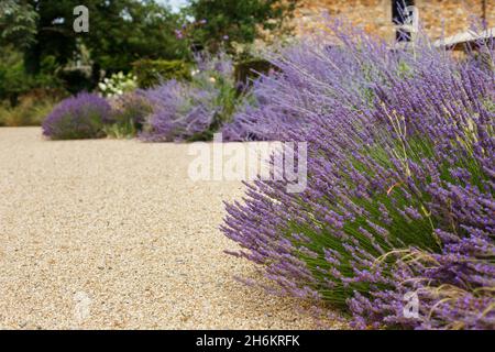 Cespugli di fiori viola di lavanda sopra i ciottoli. Bella fioritura in giardino. Paesaggio giardino design Foto Stock