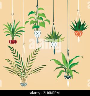 Appeso casa pianta. Piante da interno con appendiabiti per macrama. Set di vettori per piantagione di interni scandinavi Illustrazione Vettoriale