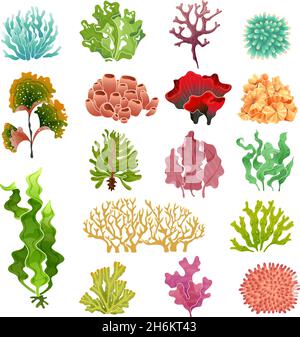 Corallo e alghe. Flora subacquea, acqua di mare alghe acquario kelp e coralli. Set vettoriale di piante oceaniche Illustrazione Vettoriale