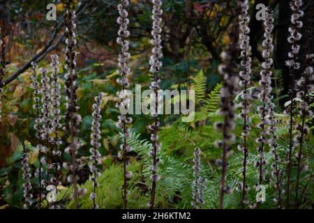 Teste di seme asciugate in piedi alto in novembre. Foto Stock