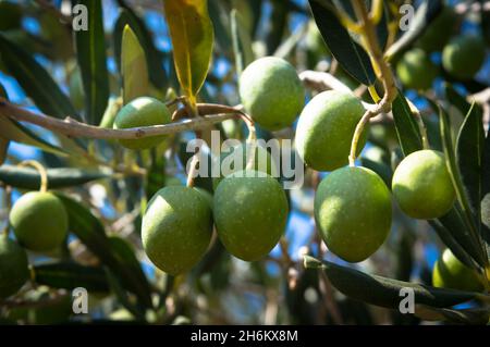 Particolare di olivo, Olea Europaea, ramo pieno di olive prima della raccolta, frutti mediterranei della Dalmazia, Croazia Foto Stock