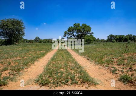 Strada sterrata a due binari che porta inti alla distanza. Foto Stock